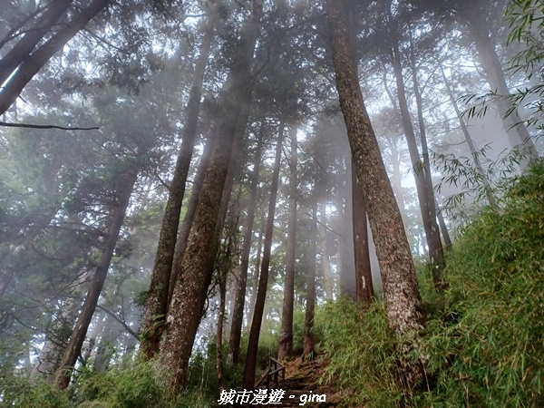 【台中和平】稍來小雪山國家步道~