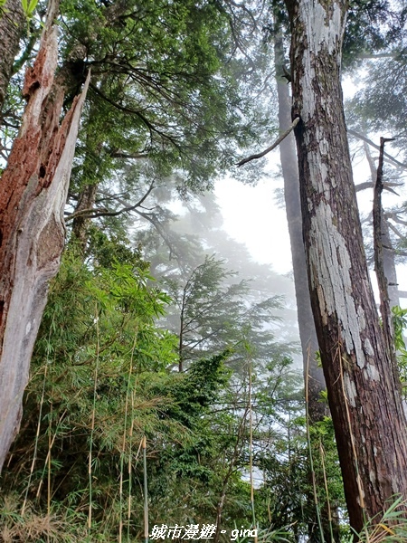 【台中和平】稍來小雪山國家步道~