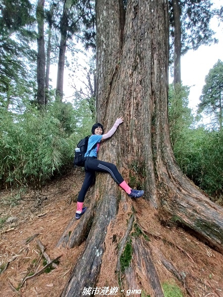 【台中和平】稍來小雪山國家步道~