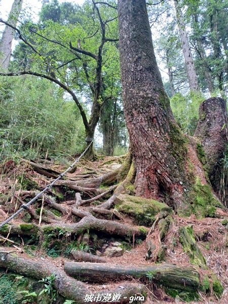 【台中和平】稍來小雪山國家步道~