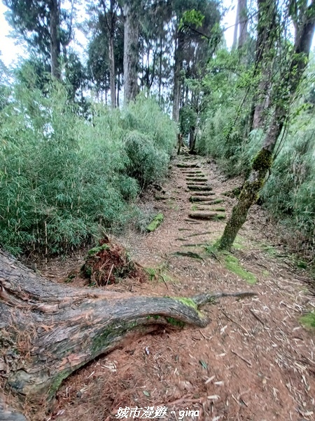 【台中和平】稍來小雪山國家步道~