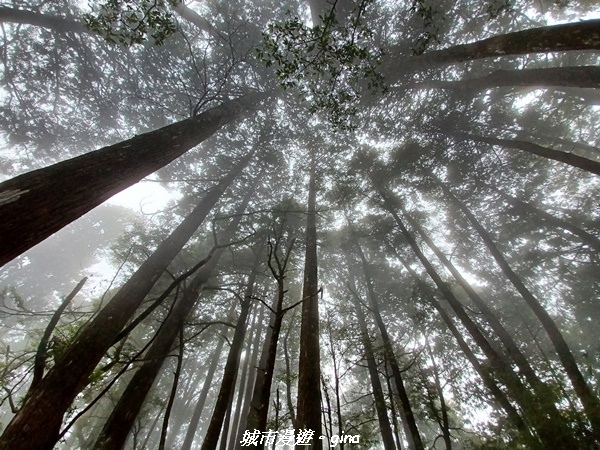 【台中和平】稍來小雪山國家步道~