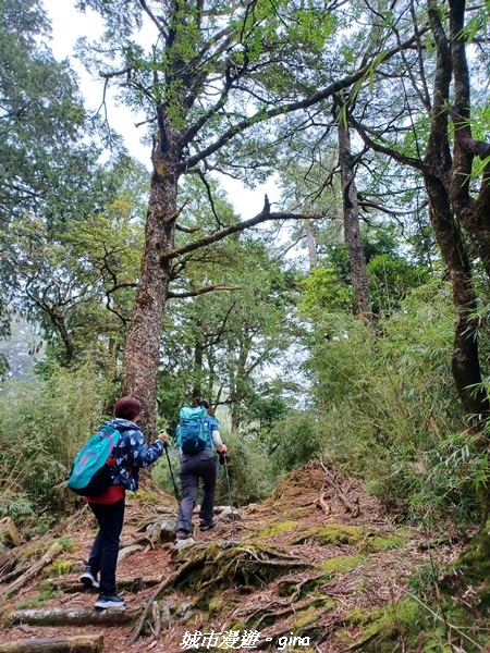 【台中和平】稍來小雪山國家步道~