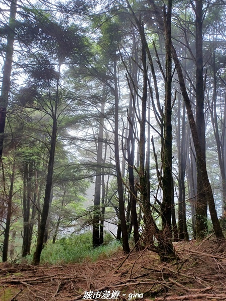 【台中和平】稍來小雪山國家步道~