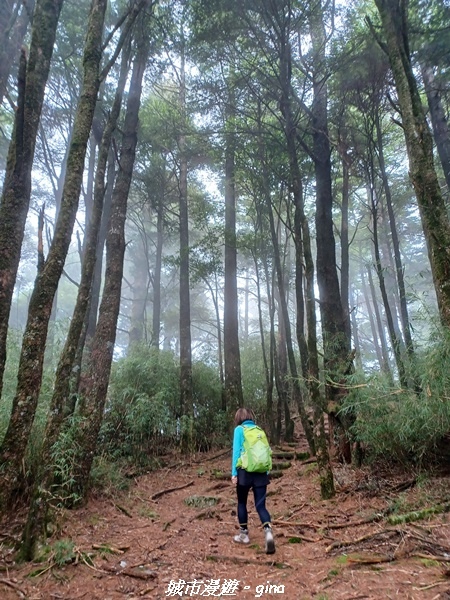 【台中和平】稍來小雪山國家步道~