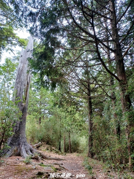 【台中和平】稍來小雪山國家步道~