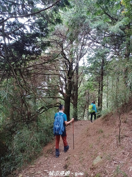【台中和平】稍來小雪山國家步道~