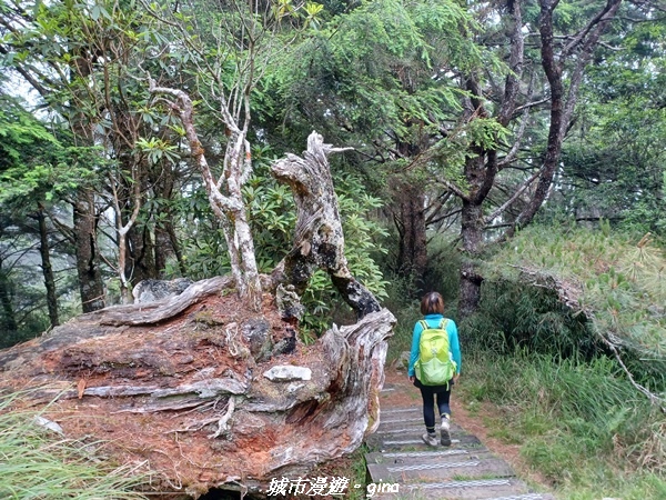 【台中和平】稍來小雪山國家步道~