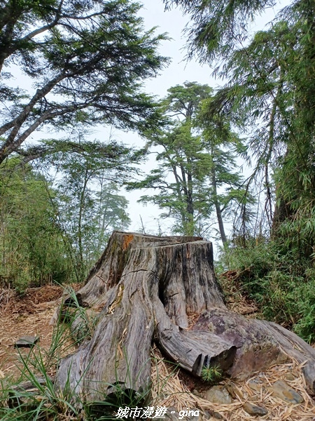 【台中和平】稍來小雪山國家步道~