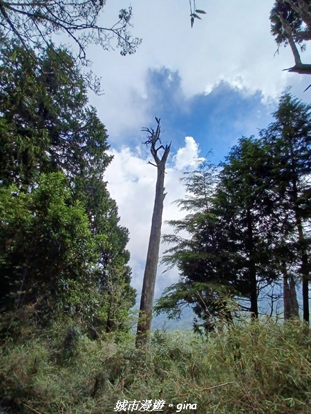 【台中和平】稍來小雪山國家步道~