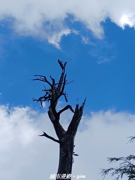 【台中和平】稍來小雪山國家步道~