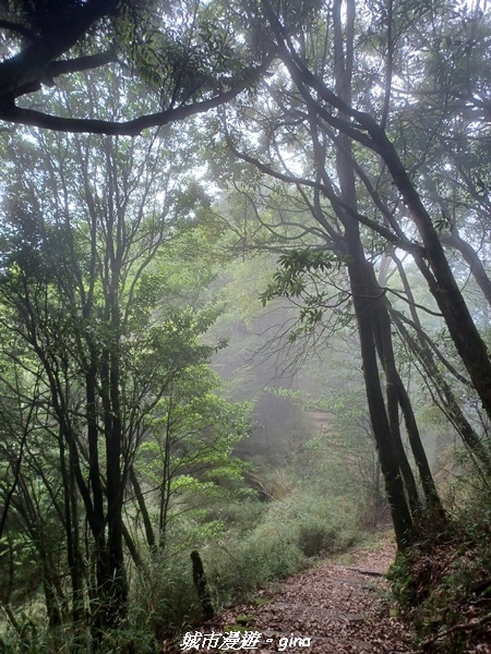【台中和平】稍來小雪山國家步道~