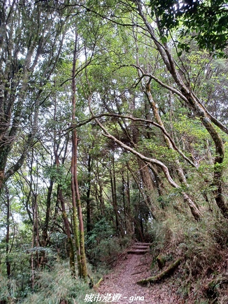 【台中和平】稍來小雪山國家步道~