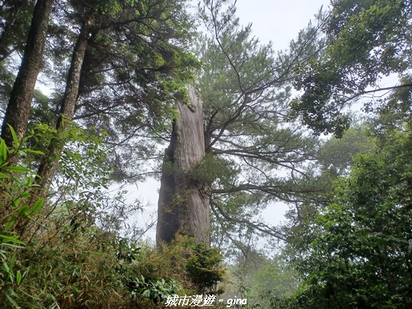 【台中和平】稍來小雪山國家步道~