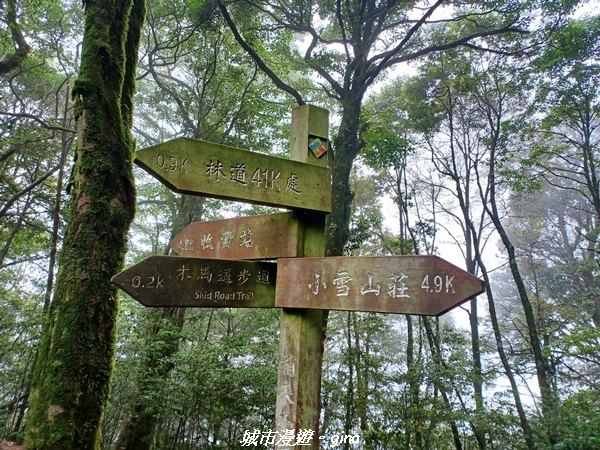 【台中和平】稍來小雪山國家步道~