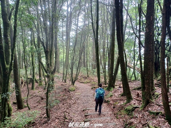【台中和平】稍來小雪山國家步道~