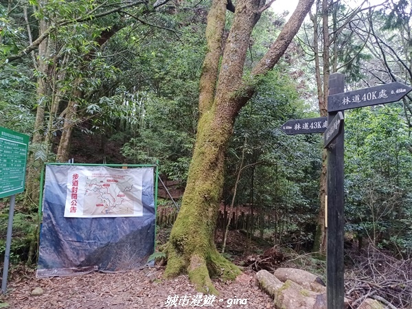 【台中和平】稍來小雪山國家步道~