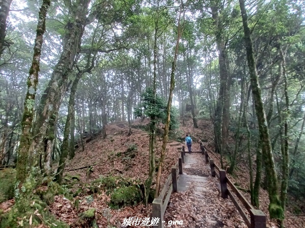 【台中和平】稍來小雪山國家步道~