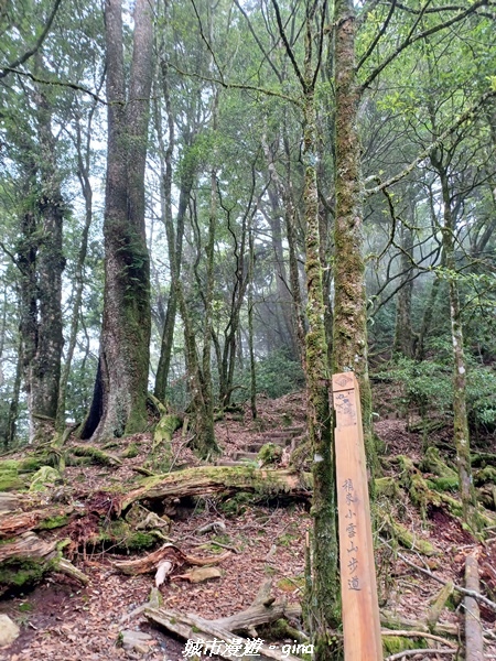 【台中和平】稍來小雪山國家步道~