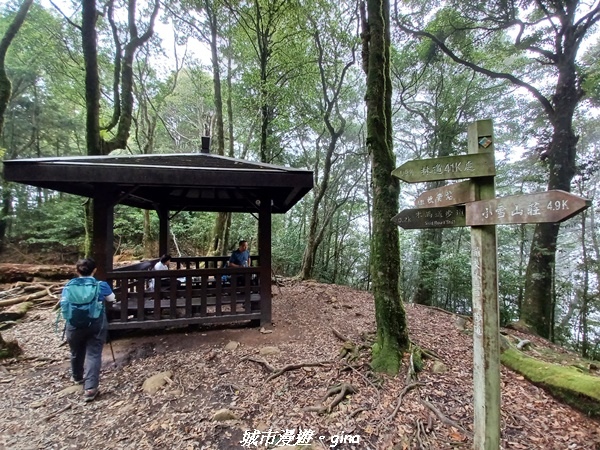 【台中和平】稍來小雪山國家步道~
