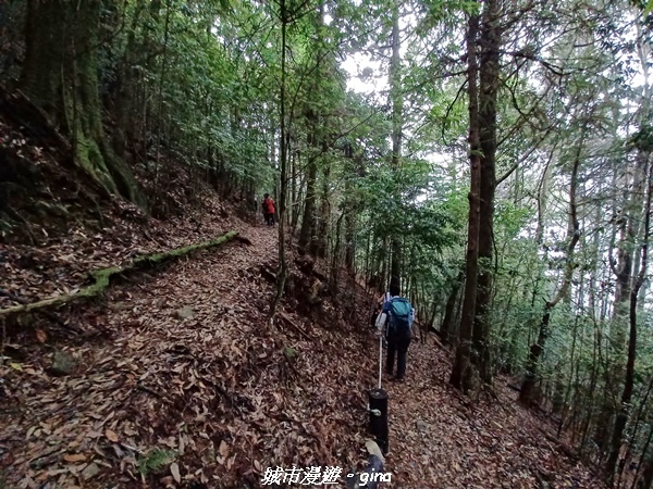 【台中和平】稍來小雪山國家步道~