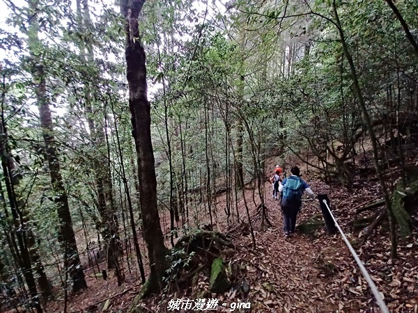 【台中和平】稍來小雪山國家步道~