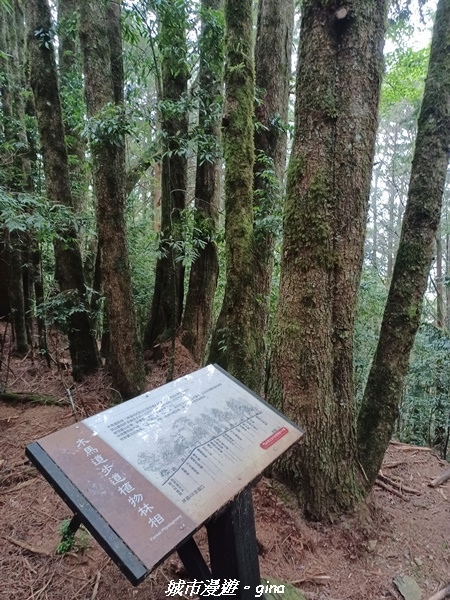 【台中和平】稍來小雪山國家步道~