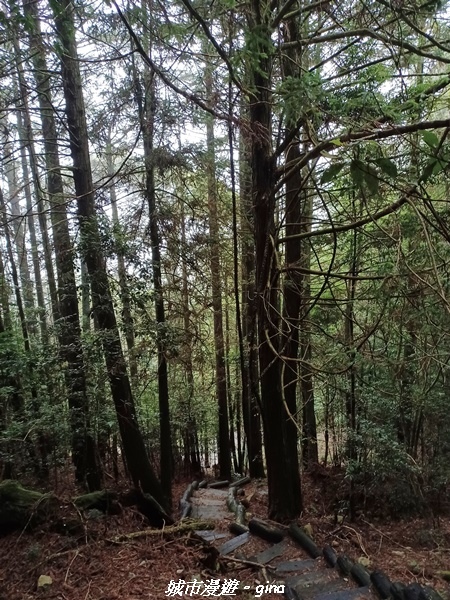 【台中和平】稍來小雪山國家步道~