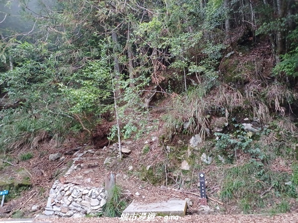 【台中和平】稍來小雪山國家步道~