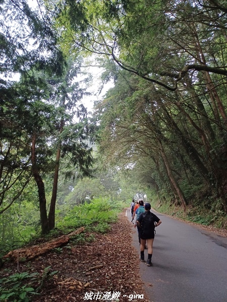【台中和平】稍來小雪山國家步道~