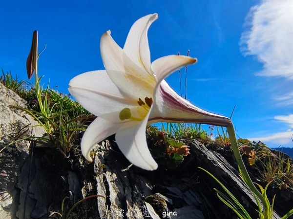 【南投仁愛】跟著我去旅行~-No16百岳奇萊北峰xNo21奇 【南投仁愛】跟著我去旅行~-No16百岳奇萊北峰xNo21奇