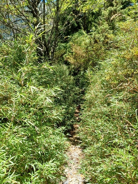 【南投仁愛】跟著我去旅行~-No16百岳奇萊北峰xNo21奇 【南投仁愛】跟著我去旅行~-No16百岳奇萊北峰xNo21奇