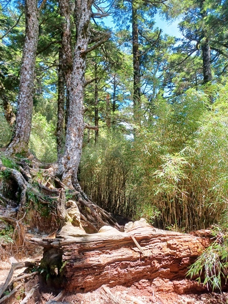 【南投仁愛】跟著我去旅行~-No16百岳奇萊北峰xNo21奇 【南投仁愛】跟著我去旅行~-No16百岳奇萊北峰xNo21奇