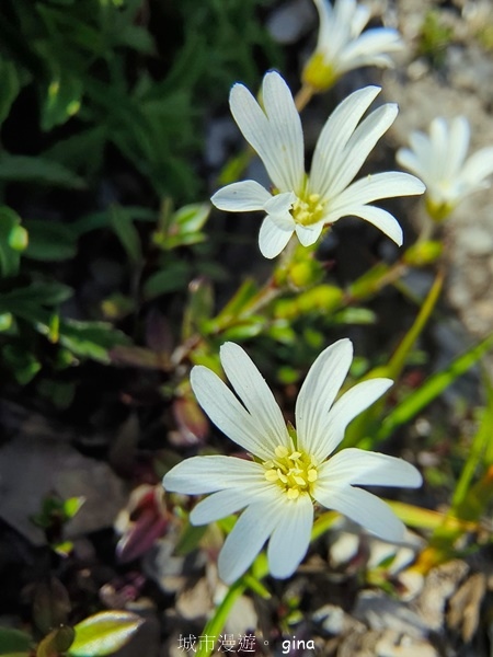 【南投仁愛】跟著我去旅行~-No16百岳奇萊北峰xNo21奇 【南投仁愛】跟著我去旅行~-No16百岳奇萊北峰xNo21奇