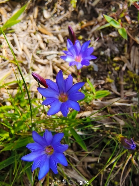 【南投仁愛】跟著我去旅行~-No16百岳奇萊北峰xNo21奇 【南投仁愛】跟著我去旅行~-No16百岳奇萊北峰xNo21奇