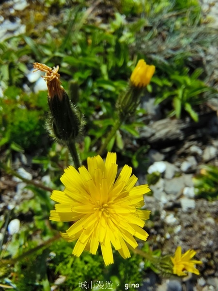 【南投仁愛】跟著我去旅行~-No16百岳奇萊北峰xNo21奇 【南投仁愛】跟著我去旅行~-No16百岳奇萊北峰xNo21奇