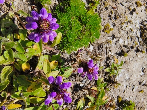 【南投仁愛】跟著我去旅行~-No16百岳奇萊北峰xNo21奇 【南投仁愛】跟著我去旅行~-No16百岳奇萊北峰xNo21奇