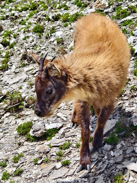 【南投仁愛】跟著我去旅行~-No16百岳奇萊北峰xNo21奇 【南投仁愛】跟著我去旅行~-No16百岳奇萊北峰xNo21奇