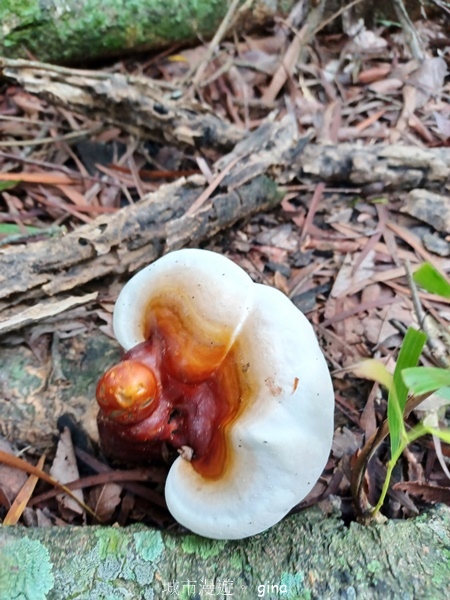 【新竹峨嵋】跟著我去旅行~新竹峨嵋~十二寮古道