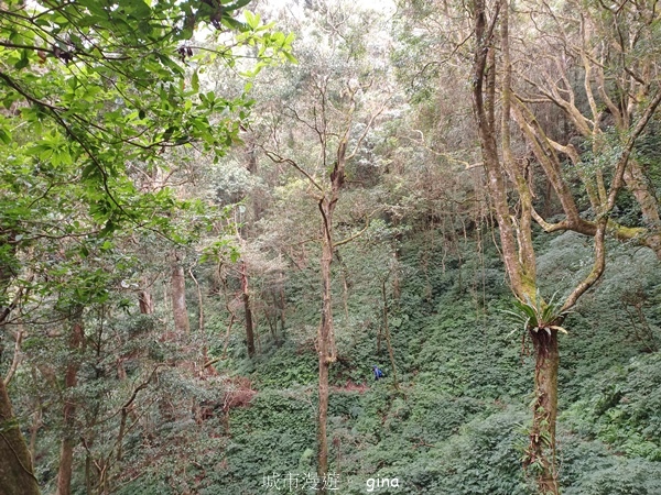 【雲林古坑】石壁山連走好望角嘉南雲峰