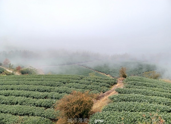 【2025.01.12】跟著我去旅行~ 雲林古坑~雲嶺之丘 