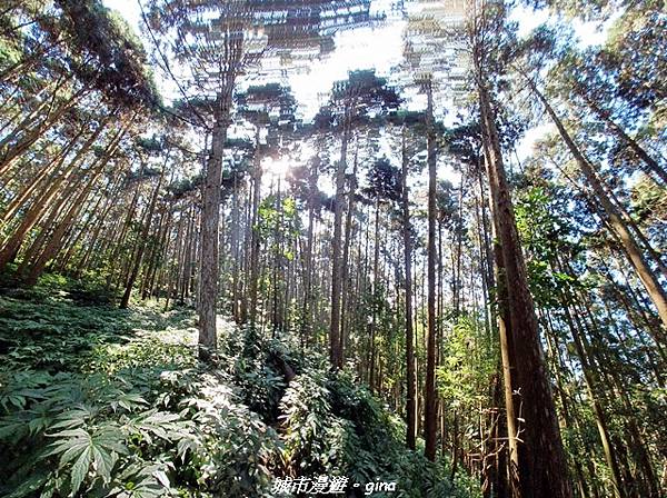 【苗栗南庄】向天湖山光天高山小O繞