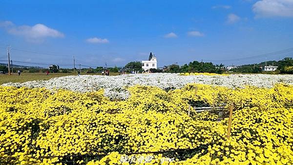 【苗栗】賞花趣~銅鑼杭菊x通霄蒜香藤花廊