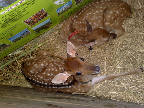 20080819066.jpg