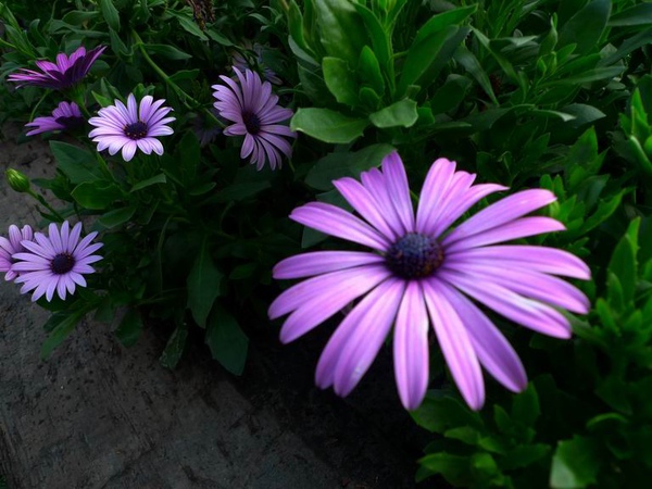 2010花博會-大安公園.JPG 2010花博會-大安公園.JPG