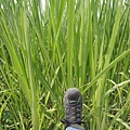 DSCN9255.JPG