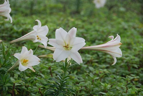  這花很強，在海風吹襲下還開得如此美