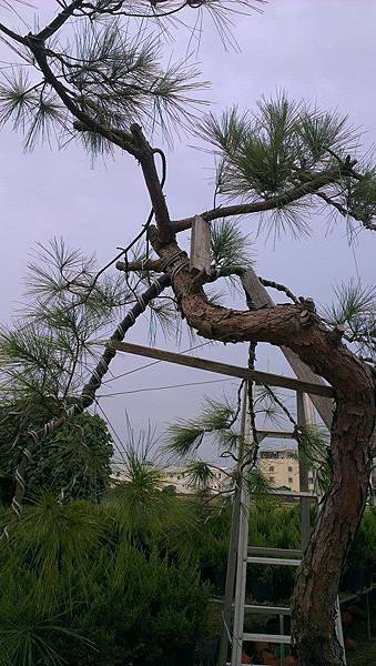 台灣 火炎山 赤松 庭園樹