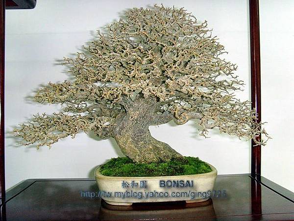 APL5-石朴1.jpg APL5-石朴1.jpg