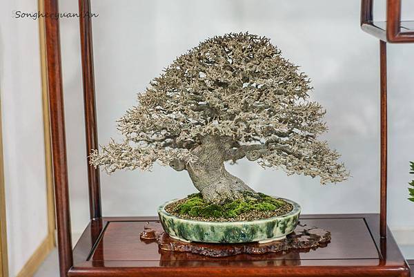 APL5-石朴5.jpg APL5-石朴5.jpg